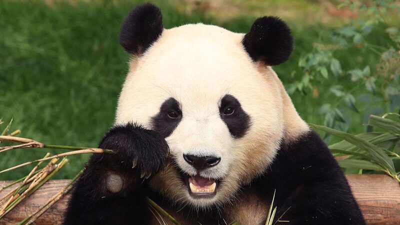 Fu_Bao__el_panda_gigante__regresa_a_su_hogar_en_China_desde_Corea_del_Sur