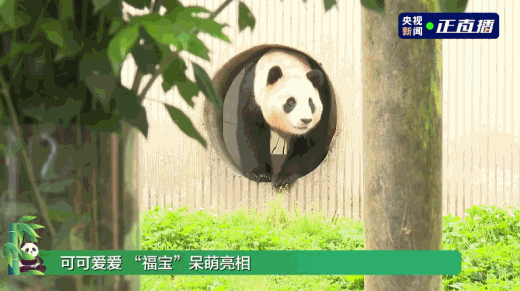 Fu_Bao__la_primera_panda_nacida_en_la_ROK__regresa_a_la_ciudad_natal_de_los_pandas_en_China___