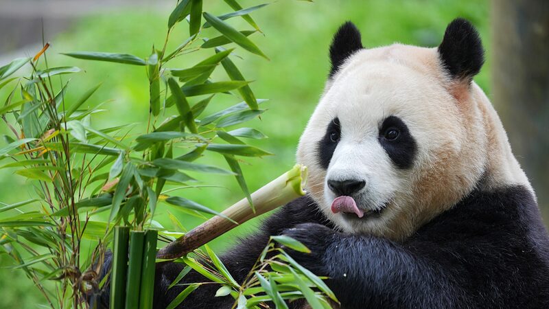 Fu_Bao_la_Panda_hace_su_debut_en_Sichuan_tras_regresar_de_Corea_del_Sur