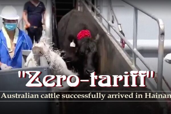 Ganado australiano sin arancel llega a Hainan, trayendo carne de res de calidad y accesible a China Ganado_australiano_sin_arancel_llega_a_Hainan__trayendo_carne_de_res_de_calidad_y_accesible_a_China video poster
