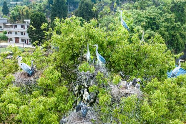 Garzas_Reales_Majestuosas_Emocionan_Pueblo_en_el_Suroeste_de_China