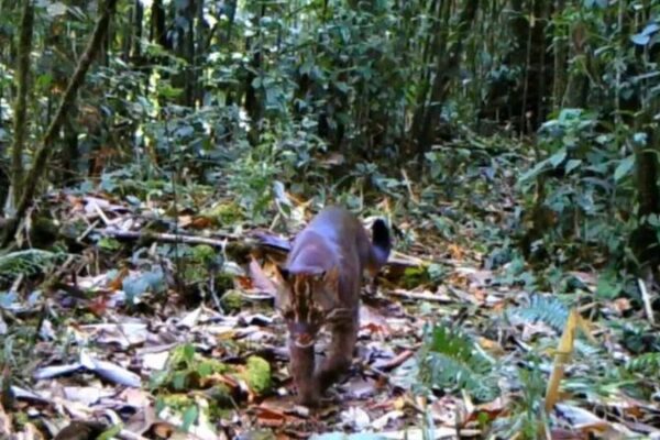Gato dorado asiático avistado a una altitud récord en el Gran Cañón de Yarlung Zangbo Gato_dorado_asia_tico_avistado_a_una_altitud_re_cord_en_el_Gran_Can_o_n_de_Yarlung_Zangbo