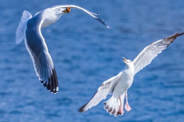 _Gaviotas_migratorias_toman_el_ri_o_Hunhe__un_especta_culo_primaveral_____
