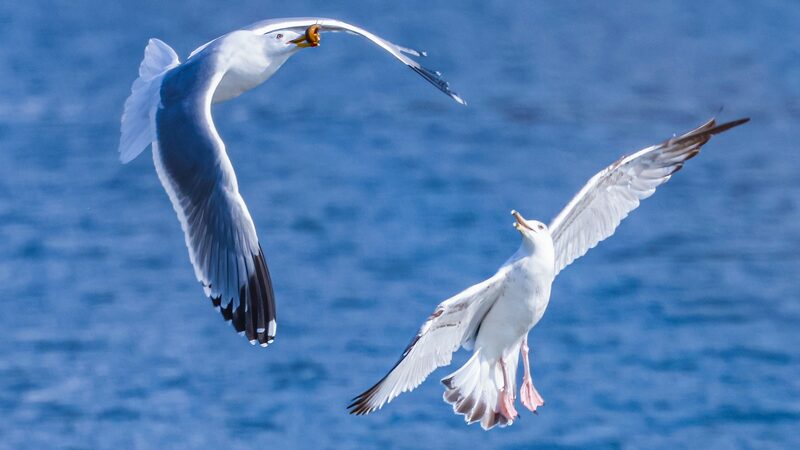 _Gaviotas_migratorias_toman_el_ri_o_Hunhe__un_especta_culo_primaveral_____