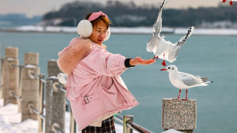 Gaviotas_vuelan_sobre_la_nevada_costa_de_Qingdao