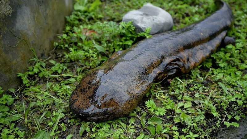 Gigantes_en_Peligro__Nueve_Nuevas_Especies_de_Salamandras_Encontradas_en_China__