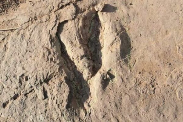 _Gigantescas_Huellas_de_Dinosaurio_Descubiertas_en_Fujian__Una_Sorpresa_Jura_sica___