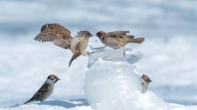 Gorriones_bailan_alegremente_en_la_primera_nieve_del_noreste_de_China____