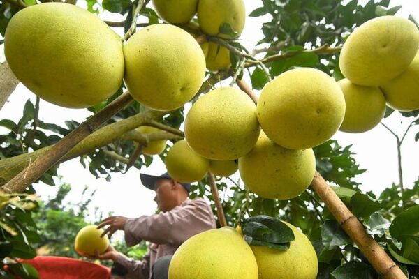 ¡Gran cosecha de pomelos en Guizhou alegra a jóvenes agricultores! 🍊🌟 _Gran_cosecha_de_pomelos_en_Guizhou_alegra_a_jo_venes_agricultores____