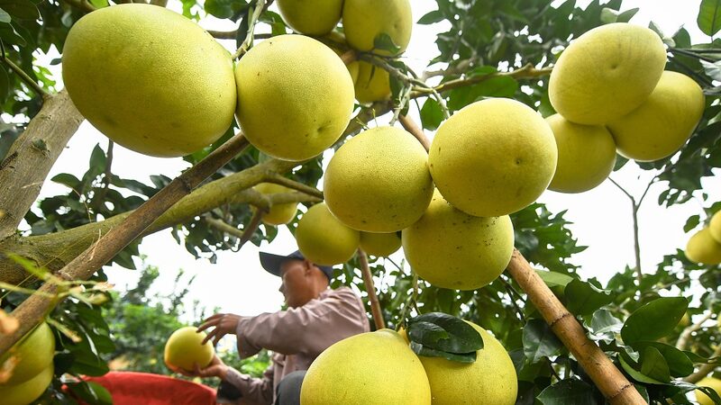 _Gran_cosecha_de_pomelos_en_Guizhou_alegra_a_jo_venes_agricultores____