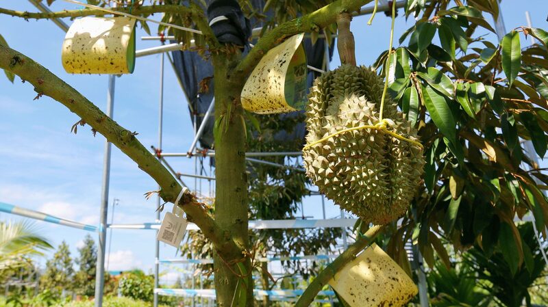 Granjas_chinas_adoptan_etiquetas_de_huella_de_carbono_para_una_agricultura_ma_s_verde