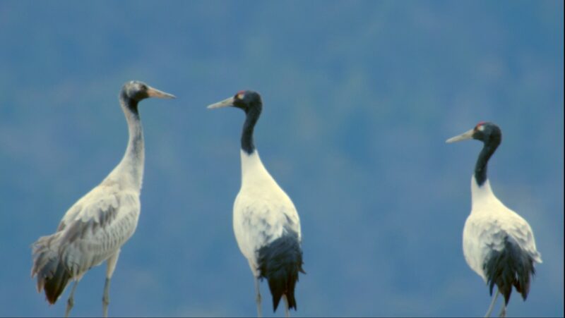 Grullas_de_cuello_negro_encuentran_refugio_invernal_en_los_humedales_tibetanos video poster
