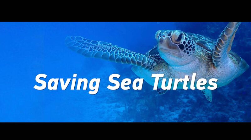 Guardia_Costera_China_Rescata_y_Libera_Tortugas_Marinas_de_Vuelta_al_Oce_ano___ video poster