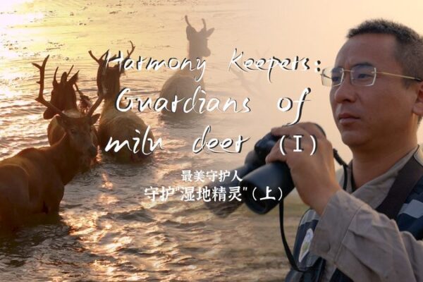 Guardianes de la Armonía: Protectores del Venado Milú en la Reserva de Dafeng en China Guardianes_de_la_Armoni_a__Protectores_del_Venado_Milu__en_la_Reserva_de_Dafeng_en_China video poster