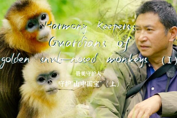 Guardianes_de_la_Armoni_a__Tang_Yulin_y_los_Monos_Dorados_de_Sichuan video poster