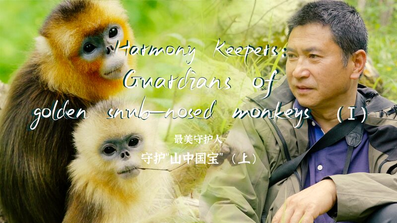 Guardianes_de_la_Armoni_a__Tang_Yulin_y_los_Monos_Dorados_de_Sichuan video poster