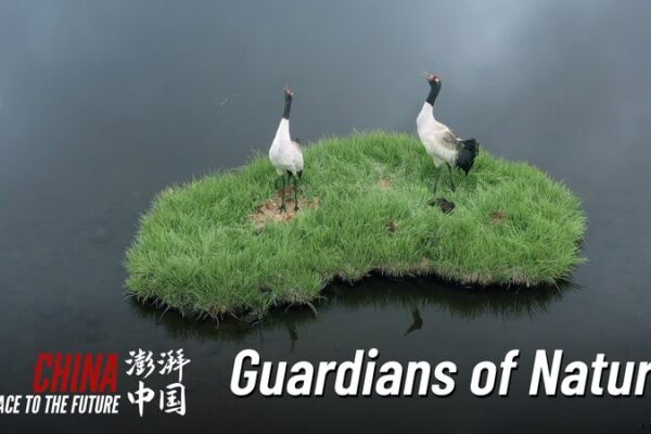 Guardianes de la Naturaleza: Jóvenes Héroes Protegiendo la Vida Silvestre en el Parque Nacional de la Montaña Qilian Guardianes_de_la_Naturaleza__Jo_venes_He_roes_Protegiendo_la_Vida_Silvestre_en_el_Parque_Nacional_de_la_Montan_a_Qilian video poster