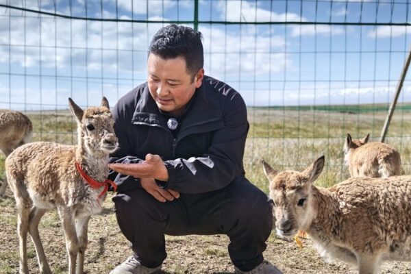 Guardianes de las Tierras Altas: Santuario para AntĂlopes Tibetanos en Qinghai Guardianes_de_las_Tierras_Altas__Santuario_para_Anti_lopes_Tibetanos_en_Qinghai