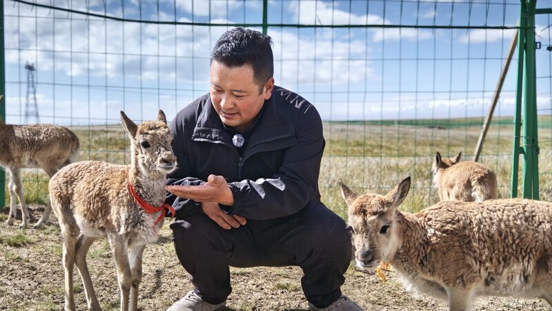 Guardianes_de_las_Tierras_Altas__Santuario_para_Anti_lopes_Tibetanos_en_Qinghai