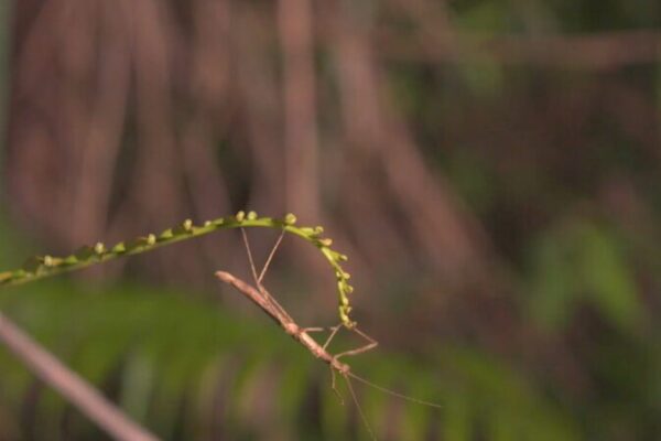 Hainan_Encantadora__Sume_rgete_en_el_Microcosmos_de_Insectos_U_nicos__ video poster