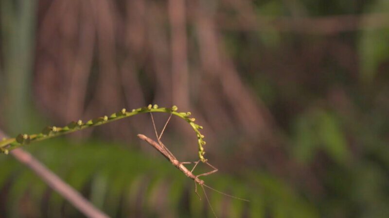 Hainan_Encantadora__Sume_rgete_en_el_Microcosmos_de_Insectos_U_nicos__ video poster