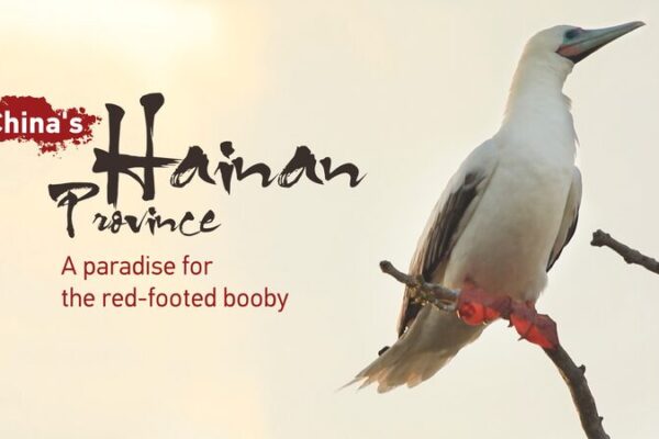 Hainan de China: Un Nuevo Refugio para los Piqueros Patirrojos 🐦 Hainan_de_China__Un_Nuevo_Refugio_para_los_Piqueros_Patirrojos__ video poster