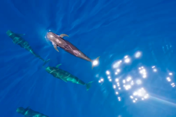 ¡Haitang regresa al mar! La emotiva liberación de la ballena piloto rescatada _Haitang_regresa_al_mar__La_emotiva_liberacio_n_de_la_ballena_piloto_rescatada video poster