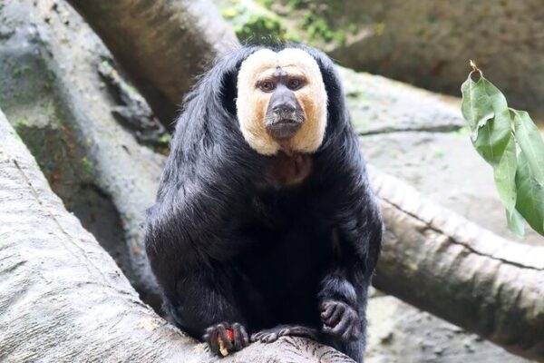 ¿Has conocido a ‘Du Du’? El mono ‘feo pero lindo’ que está robando corazones en Nanjing _Has_conocido_a__Du_Du___El_mono__feo_pero_lindo__que_esta__robando_corazones_en_Nanjing