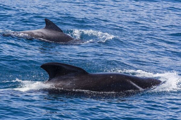 Héroes de Ruakaka: Neozelandeses Rescatan 30 Ballenas Piloto Varadas 🐋 He_roes_de_Ruakaka__Neozelandeses_Rescatan_30_Ballenas_Piloto_Varadas__