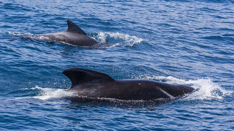 He_roes_de_Ruakaka__Neozelandeses_Rescatan_30_Ballenas_Piloto_Varadas__