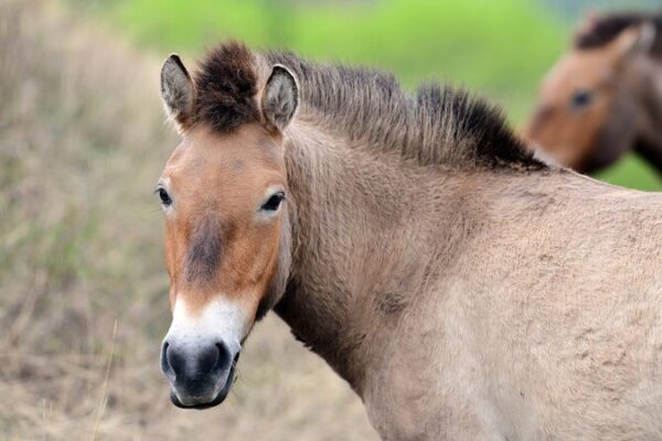 He_roes_de_los_Caballos_Salvajes__Gansu_Transfiere_Caballos_de_Przewalski_para_Prevenir_la_Endogamia video poster
