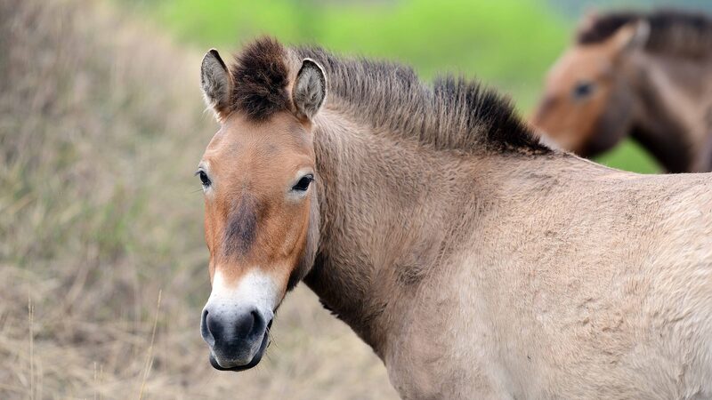 He_roes_de_los_Caballos_Salvajes__Gansu_Transfiere_Caballos_de_Przewalski_para_Prevenir_la_Endogamia video poster