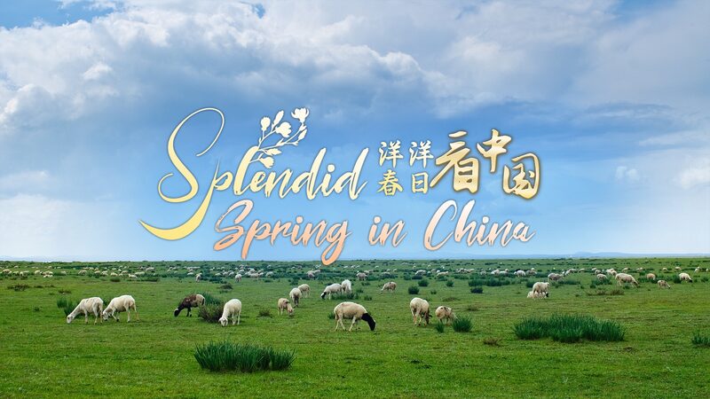 Hexigten__El_parai_so_secreto_de_primavera_en_China_lleno_de_vida___ video poster