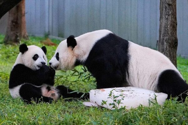 ¡Hogar Dulce Hogar! 🐼 Los Osos Panda Gigantes Mei Xiang, Tian Tian y Xiao Qi Ji Regresan a Chengdu _Hogar_Dulce_Hogar____Los_Osos_Panda_Gigantes_Mei_Xiang__Tian_Tian_y_Xiao_Qi_Ji_Regresan_a_Chengdu