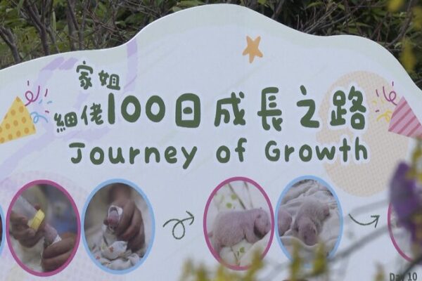 _Hong_Kong_celebra_100_di_as_de_adorables_gemelos_panda____