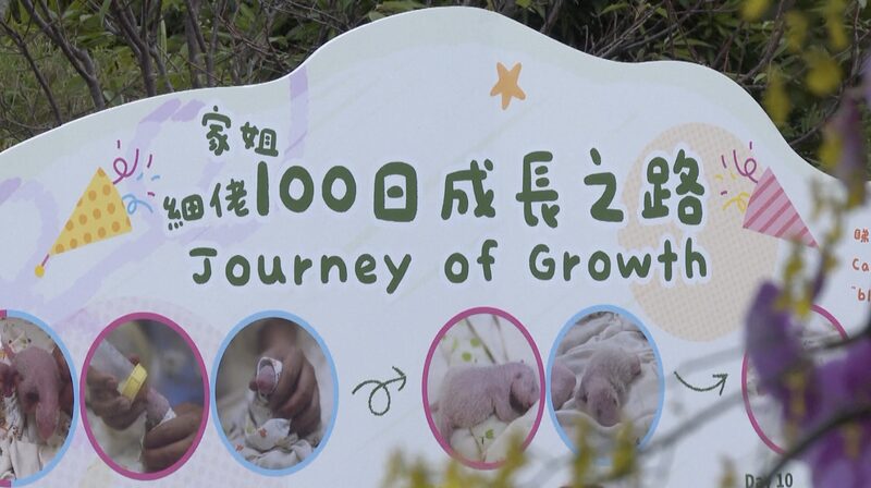 _Hong_Kong_celebra_100_di_as_de_adorables_gemelos_panda____