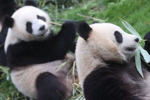 Hora de decir adiós: ¡Tres pandas belgas regresan a China! 🐼🇨🇳 Hora_de_decir_adio_s___Tres_pandas_belgas_regresan_a_China_____