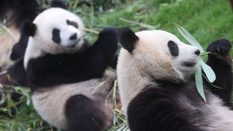 Hora_de_decir_adio_s___Tres_pandas_belgas_regresan_a_China_____