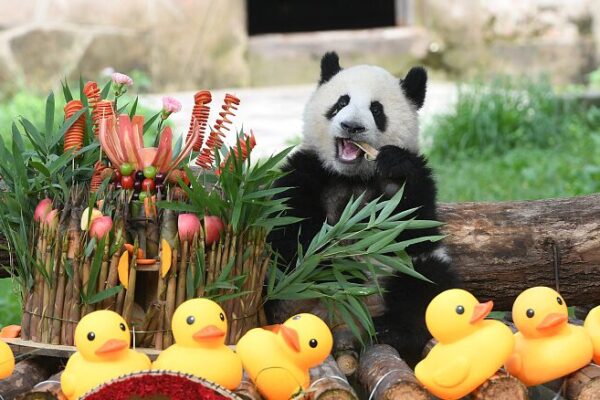 _Hora_de_fiesta___El_panda_gigante_Mang_Cancan_celebra_su_primer_cumplean_os_en_el_Zoolo_gico_de_Chongqing___