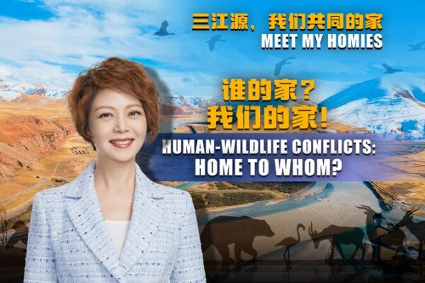 Humanos y Fauna Salvaje: Coexistencia en Sanjiangyuan 🏔️ Humanos_y_Fauna_Salvaje__Coexistencia_en_Sanjiangyuan___ video poster