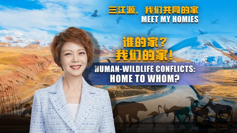 Humanos_y_Fauna_Salvaje__Coexistencia_en_Sanjiangyuan___ video poster