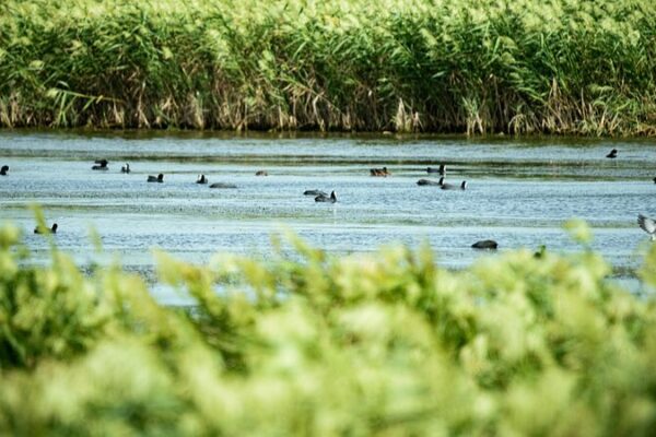 Humedal Dongtan: Un Paraíso de Aves Migratorias en China 🐦🌊 Humedal_Dongtan__Un_Parai_so_de_Aves_Migratorias_en_China___