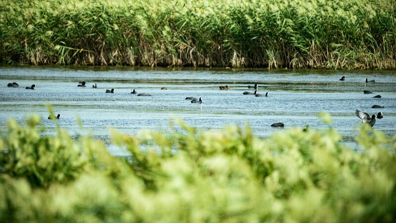 Humedal_Dongtan__Un_Parai_so_de_Aves_Migratorias_en_China___