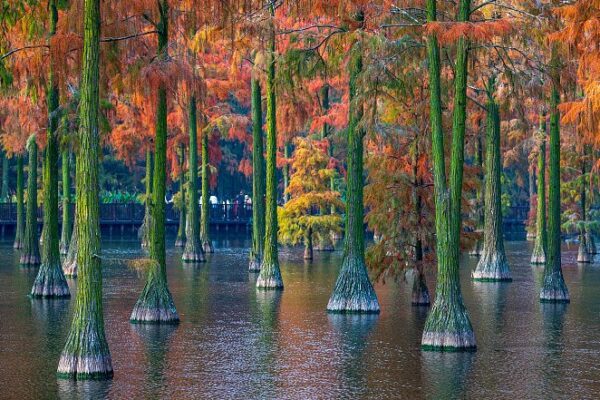 ¡Humedales invernales en Wuhan se encienden con árboles coloridos! 🌳✨ _Humedales_invernales_en_Wuhan_se_encienden_con_a_rboles_coloridos____