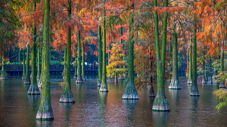 _Humedales_invernales_en_Wuhan_se_encienden_con_a_rboles_coloridos____