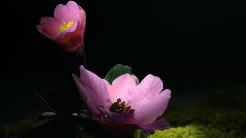 Importa_Flor__Descubriendo_el_Arte_Espiritual_de_la_Horticultura__ video poster