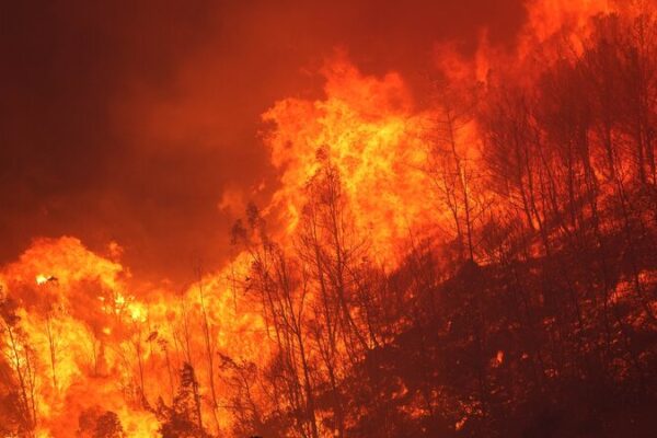 Incendio forestal en İzmir obliga a cientos a evacuar mientras las llamas alcanzan áreas residenciales Incendio_forestal_en_I_zmir_obliga_a_cientos_a_evacuar_mientras_las_llamas_alcanzan_a_reas_residenciales
