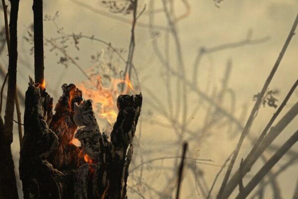 Incendios en el Amazonas de Brasil alcanzan niveles récord por tercer mes consecutivo 🚨 Incendios_en_el_Amazonas_de_Brasil_alcanzan_niveles_re_cord_por_tercer_mes_consecutivo__