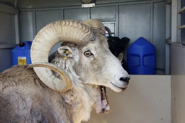 _Increi_ble__Ranchero_de_Montana_crea_ovejas_gigantes_para_caceri_a_en_Texas