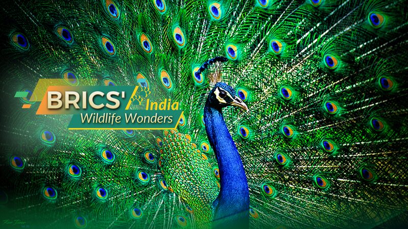 India_y_su_fauna_espectacular__El_ma_gico_baile_del_pavo_real__
